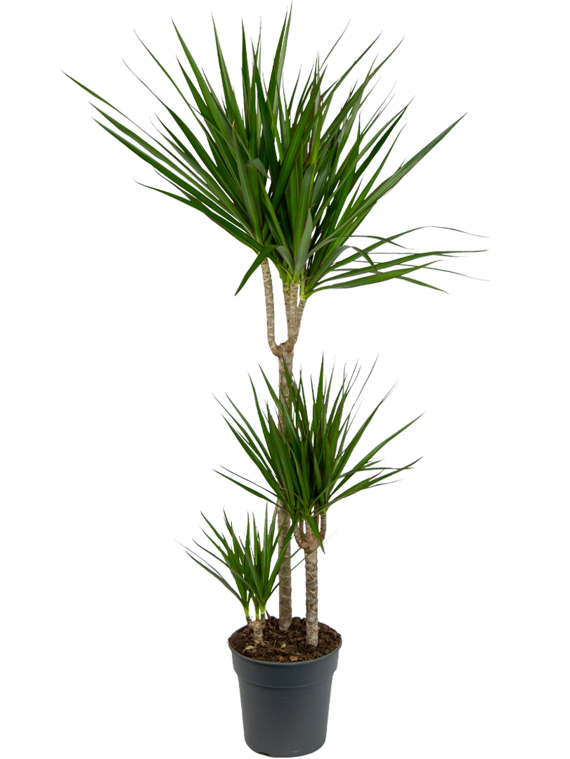 Ijzig wraak logo Dracaena Marginata (Drakenbloedboom) | 110cm | Make A Jungle