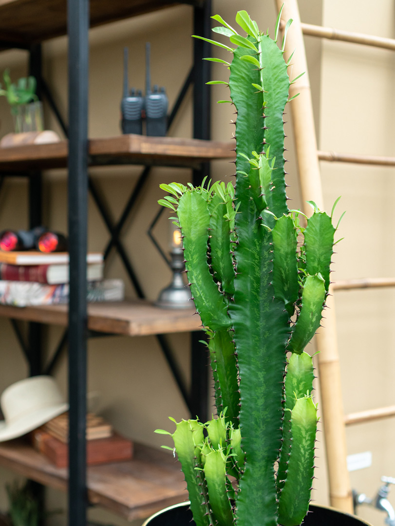 Euphorbia cactus interieur doorns