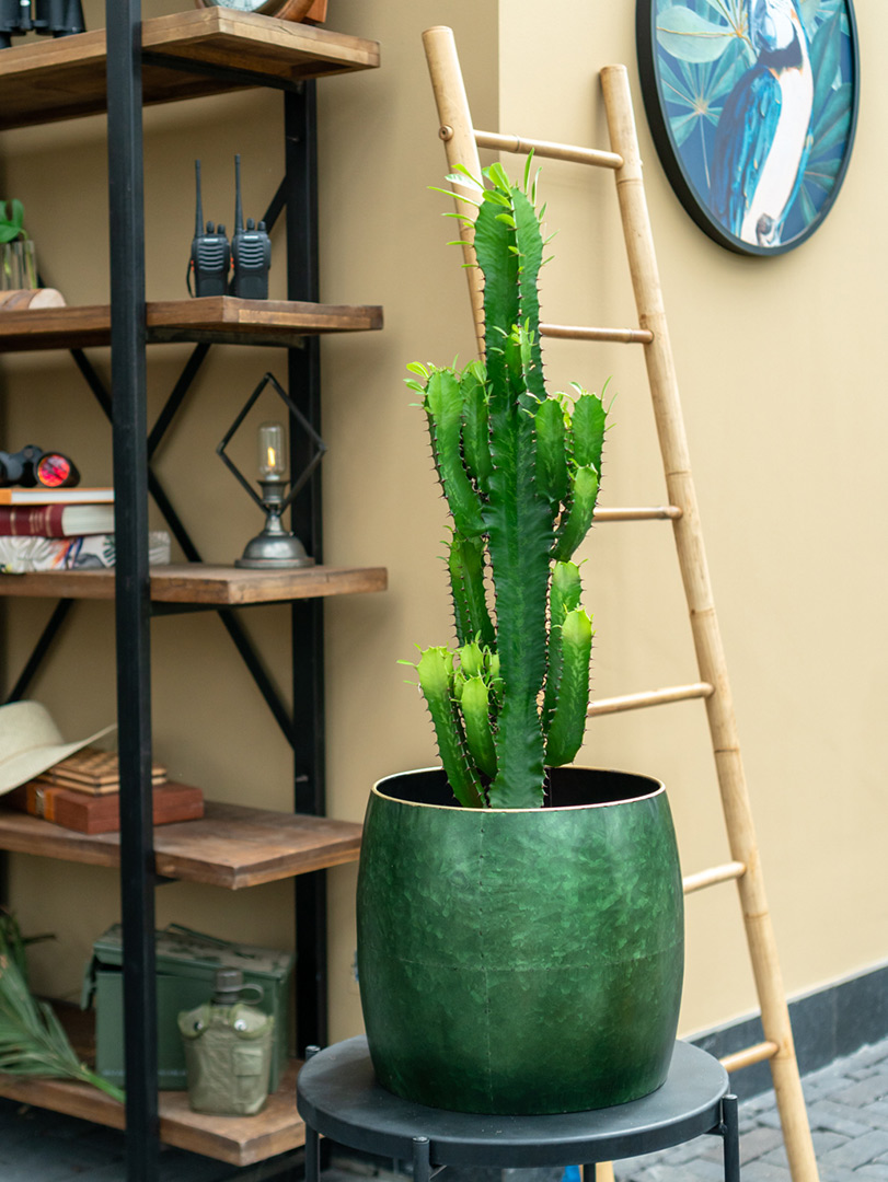 Euphorbia cactus kamerplant interieur