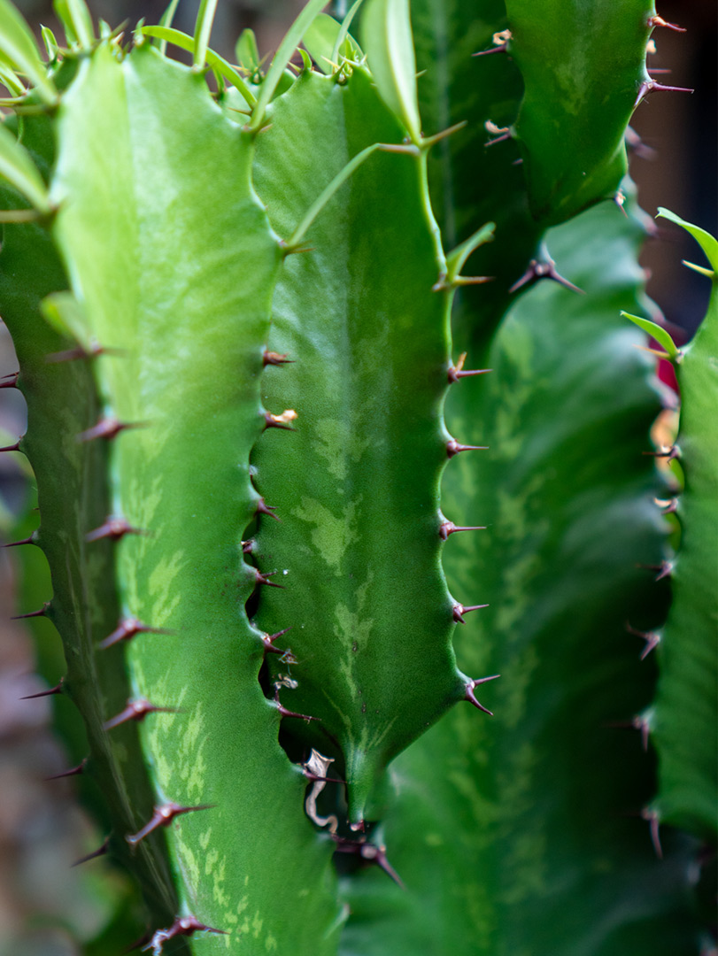 Euphorbia cowboyactus stekels closeup