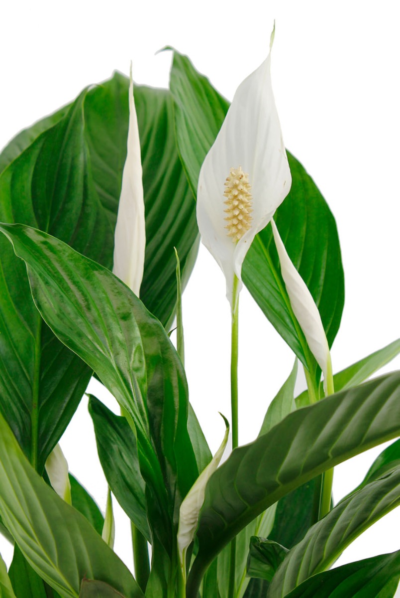 Fleur-blanche-spathiphyllium-plante-d-interieur