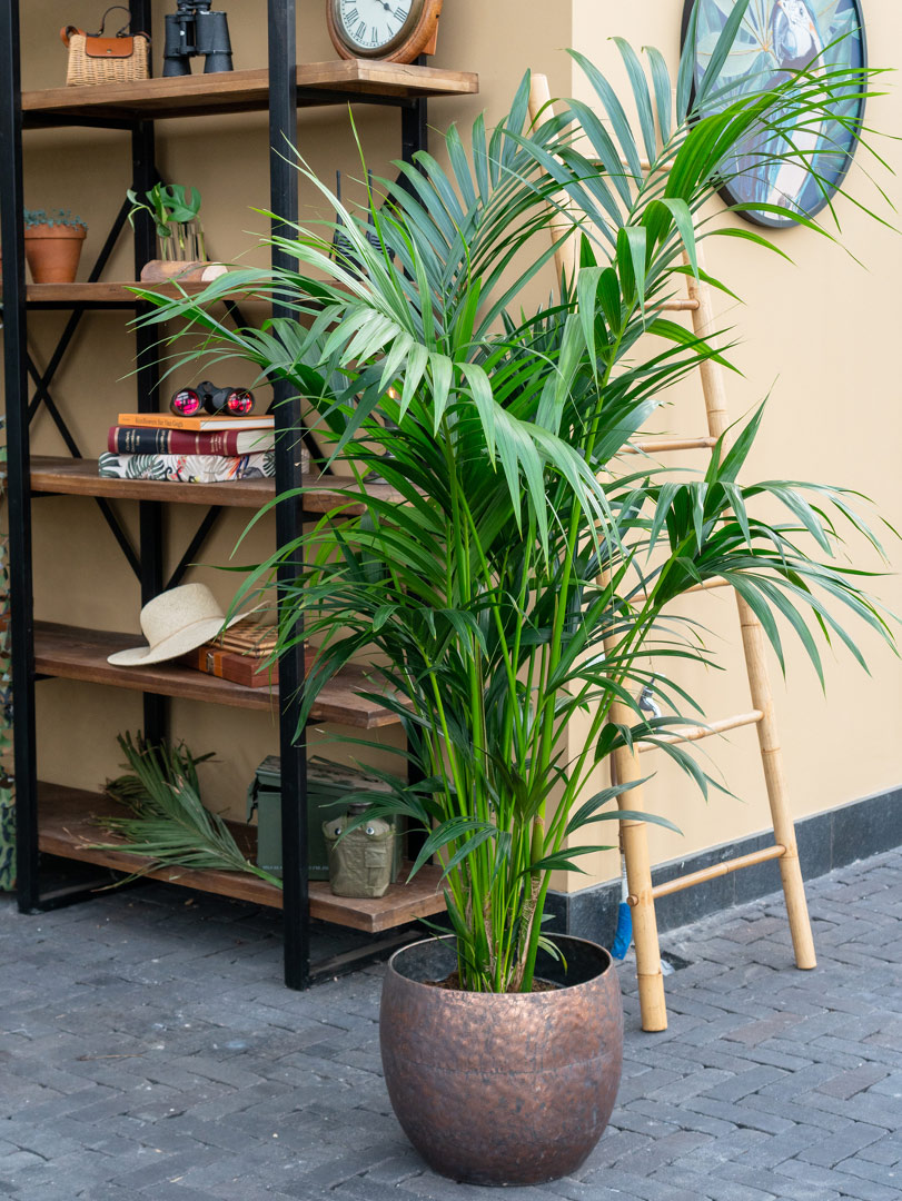 Grote kamerplant kentia palm
