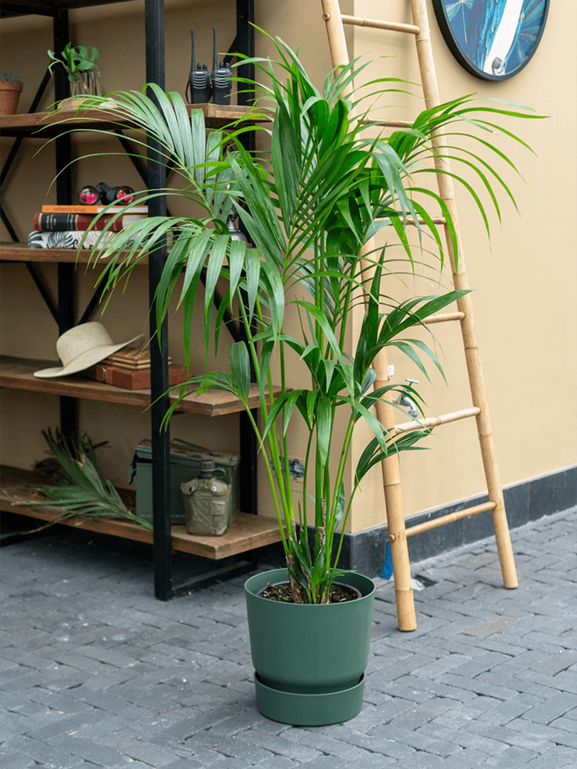 Grote-kentia-palm-kamerplant- 1