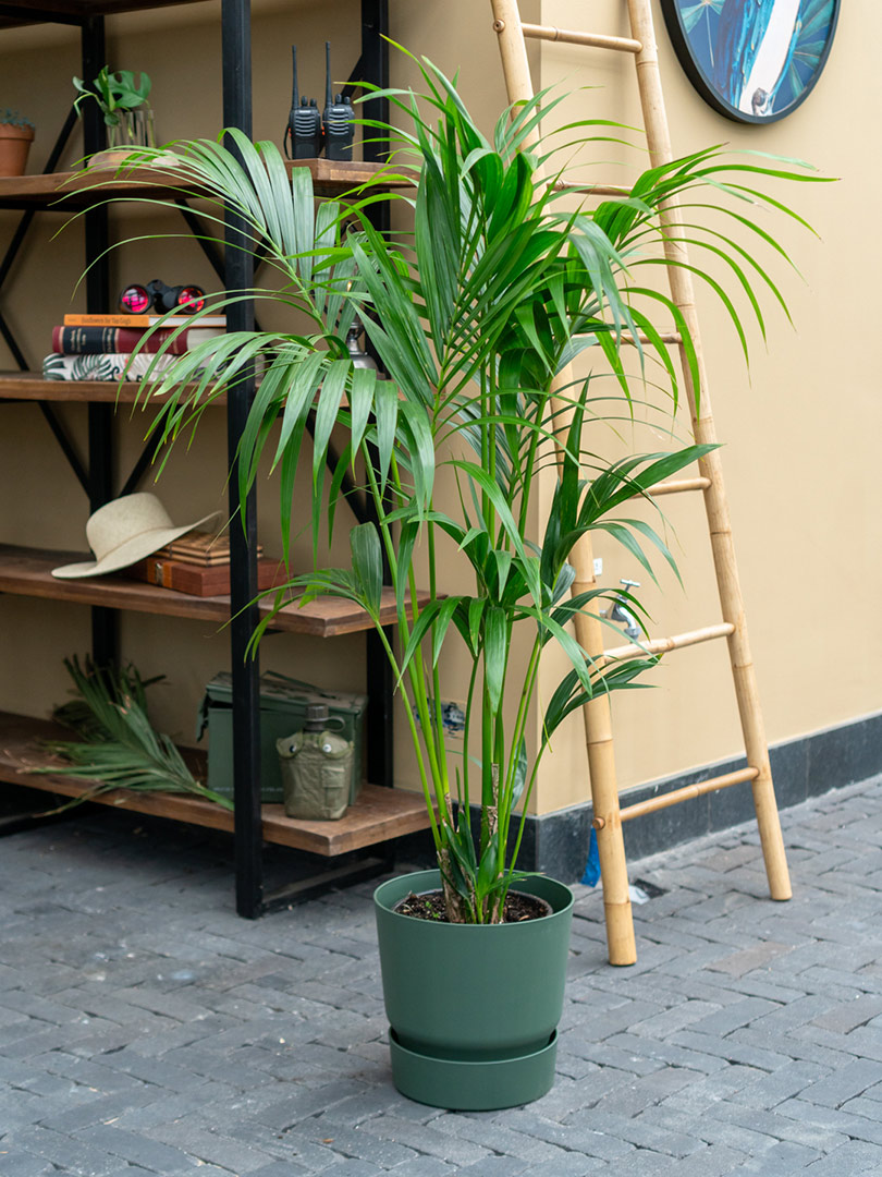 Grote-kentia-palm-kamerplant