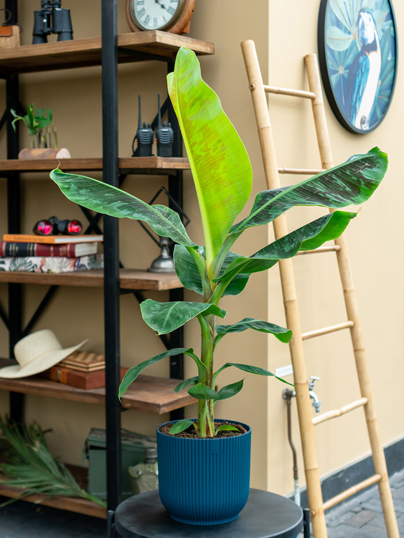 bananenplant musa in woonkamer