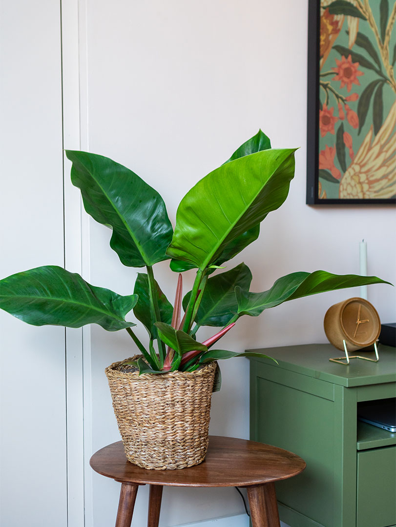 Philodendron-imperial-green-19