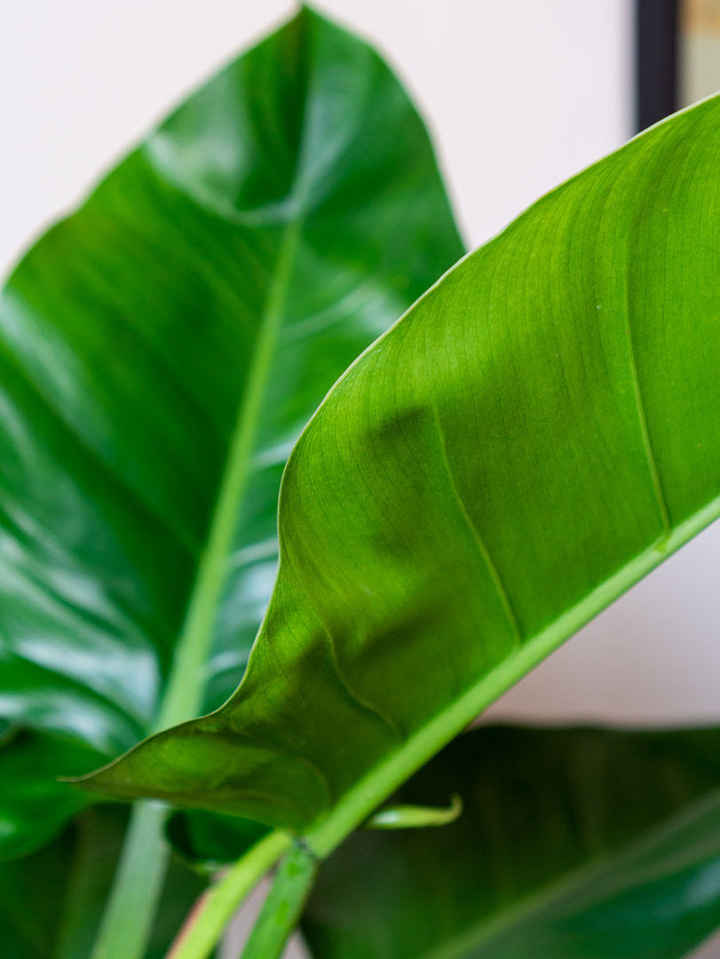 Philodendron-imperial-green-blad-closeup-19