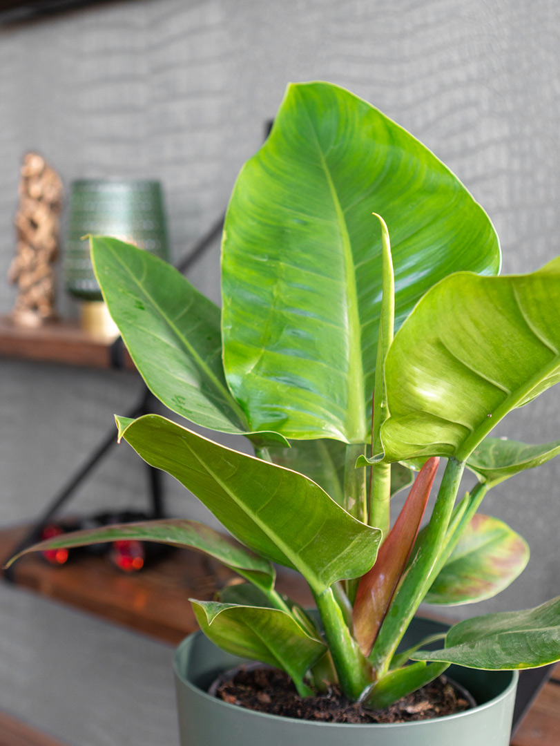 Philodendron imperial green bladeren interieur