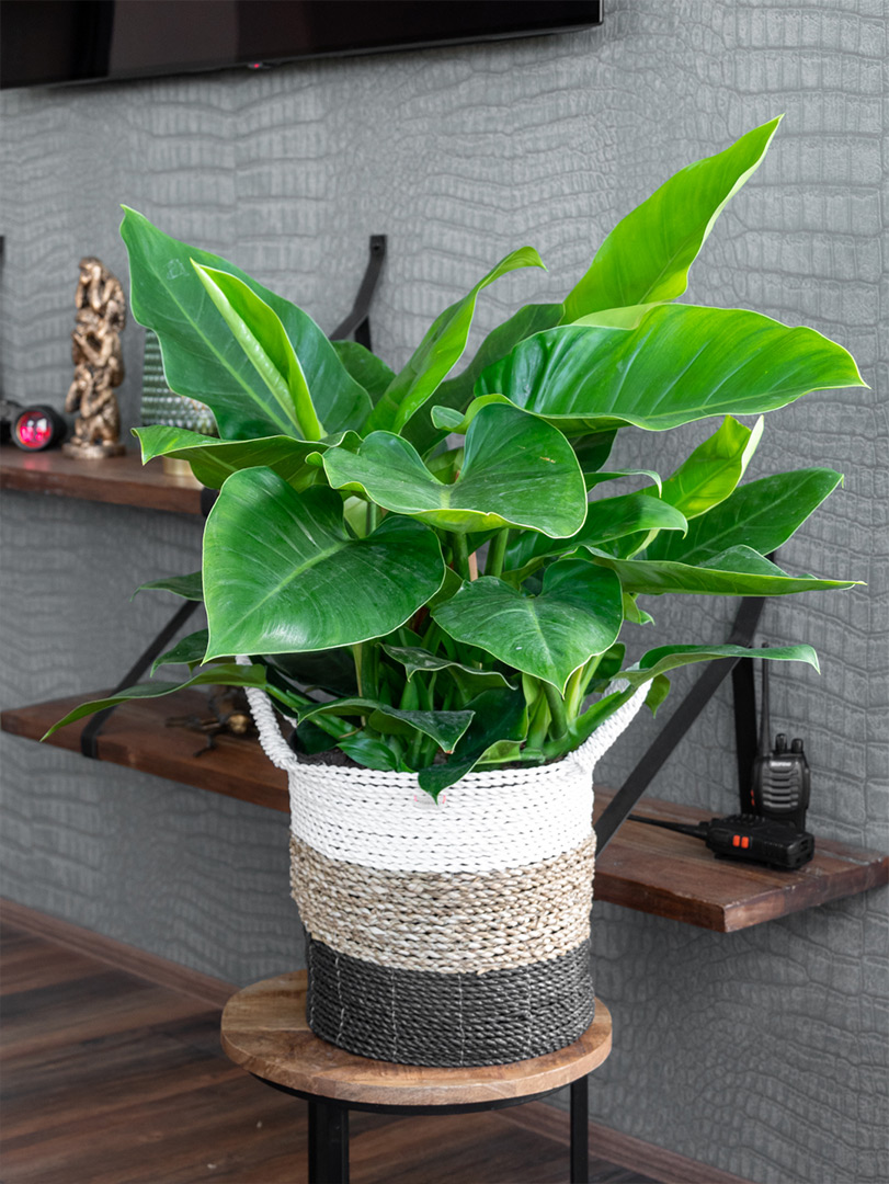Philodendron imperial green woonkamer