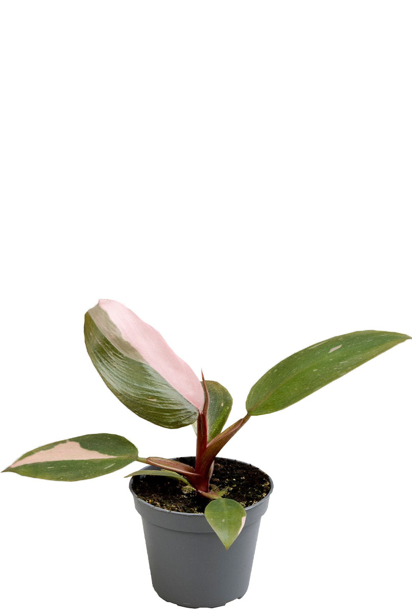 Philodendron pink princess 2 1
