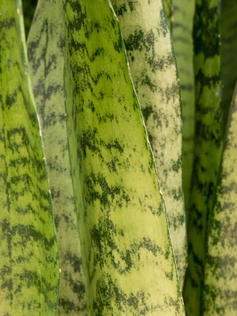 Sansevieria-zeylanica-blad-closeup