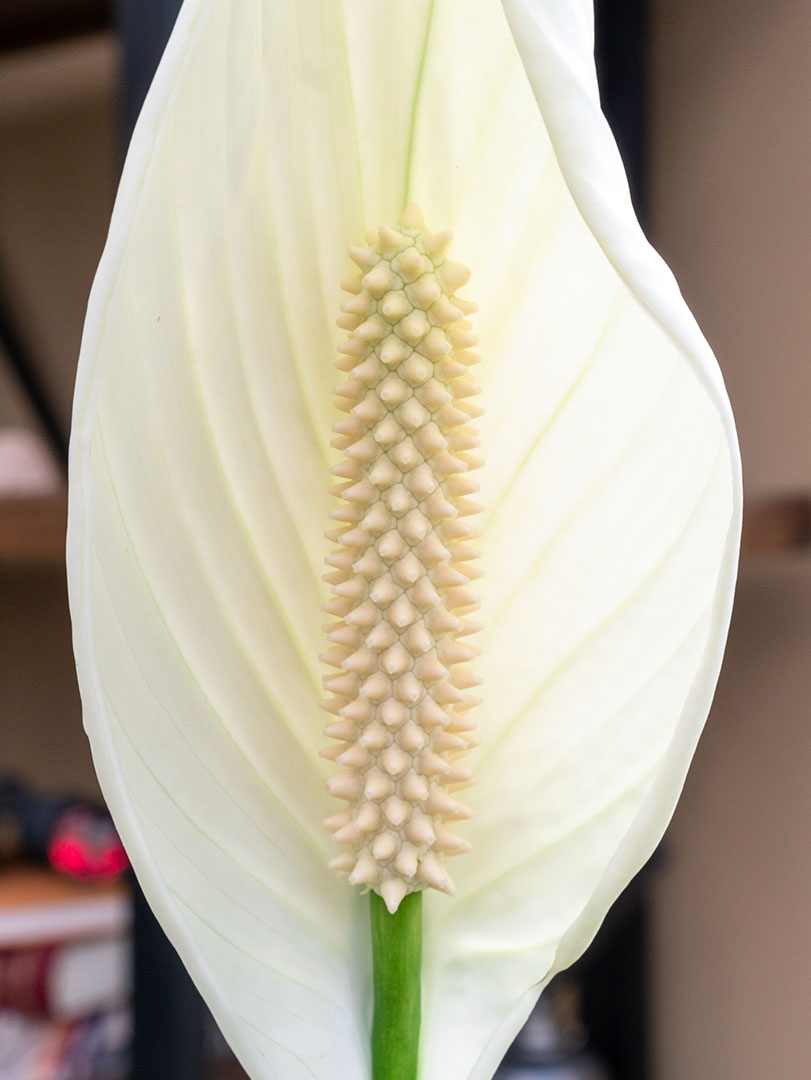 Spathiphyllum-lepelplant-bloem-closeup