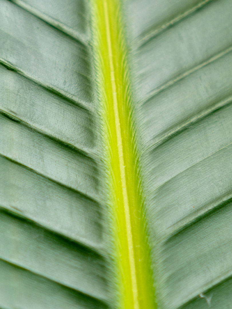 Strelitzia nicolai blad closeup