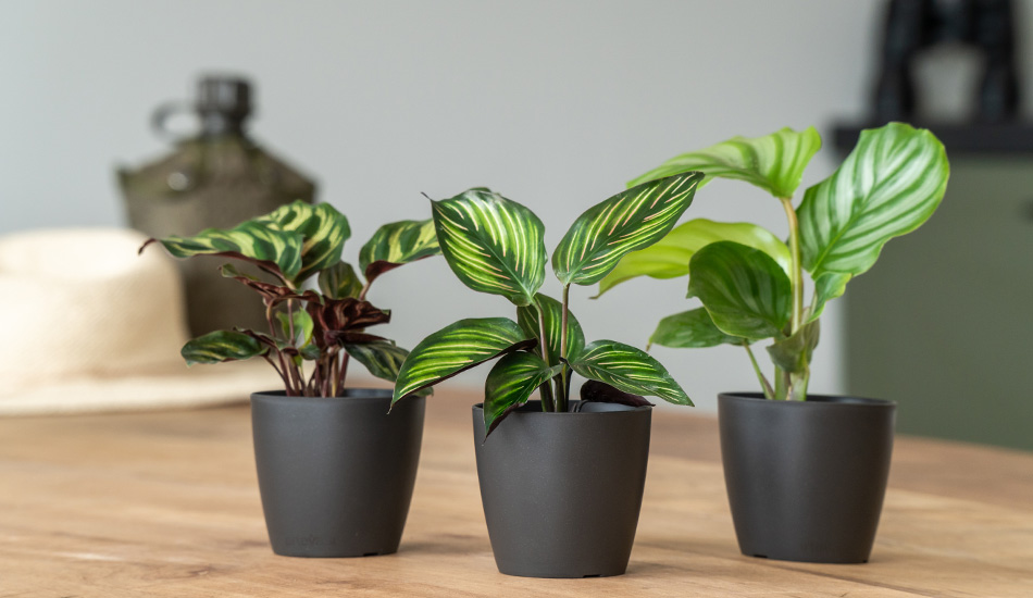 kleine baby plantjes in pot