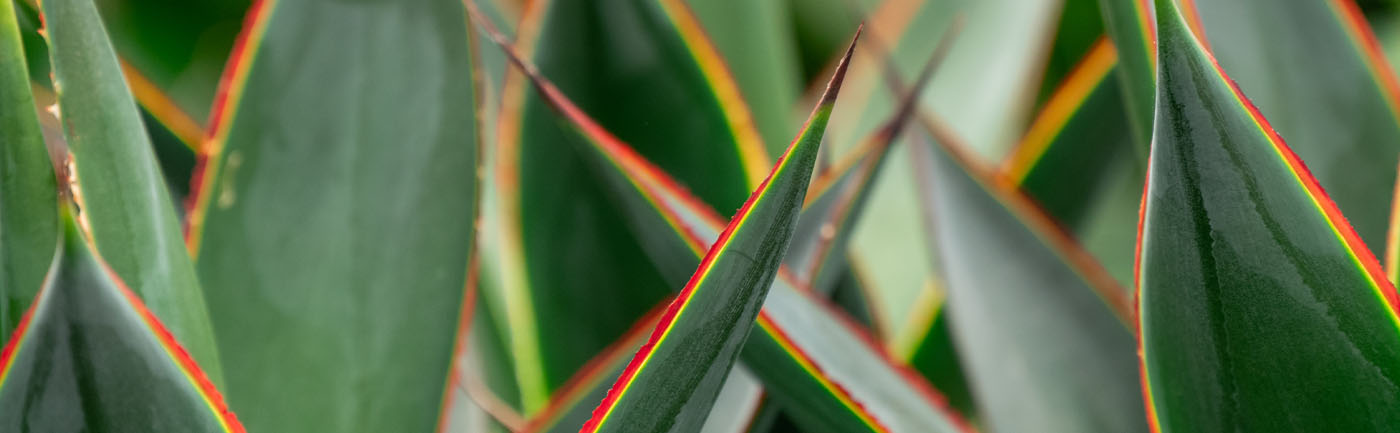 Agave verzorging