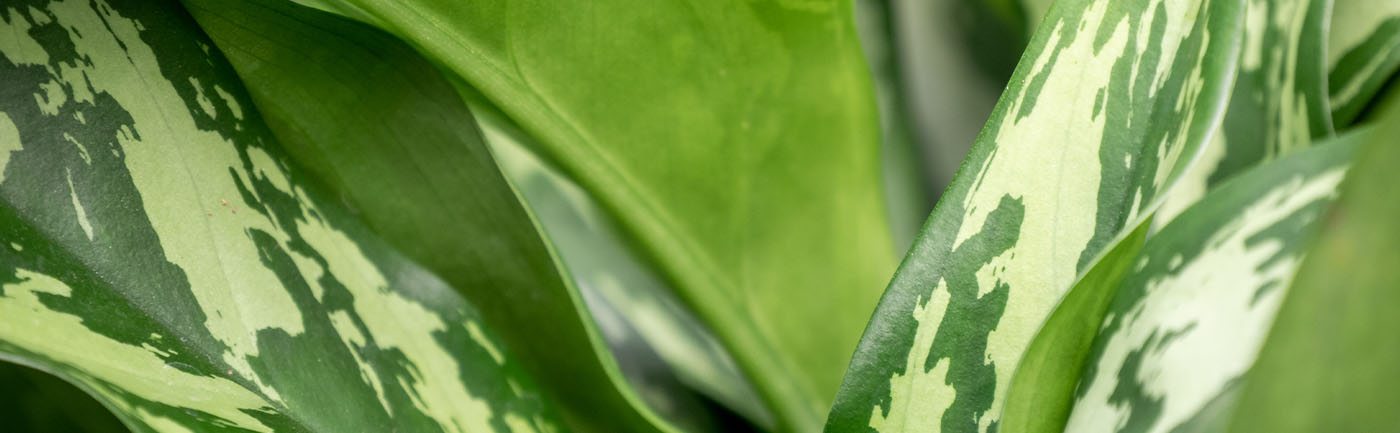 Aglaonema verzorging