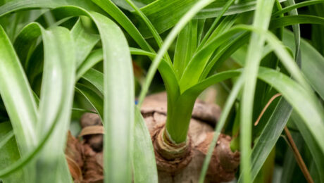 Beaucarnea verzorging