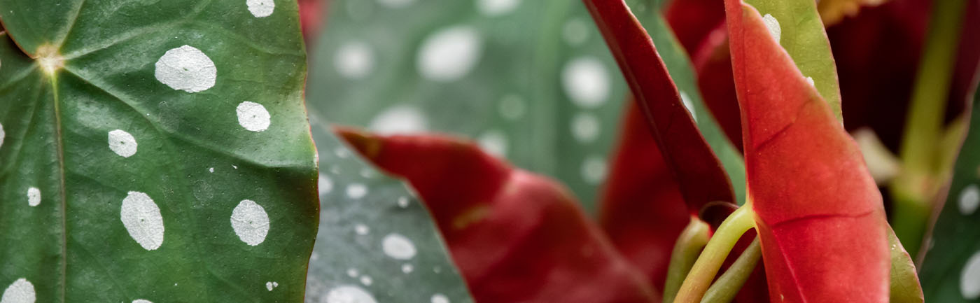 Bladbegonia verzorging