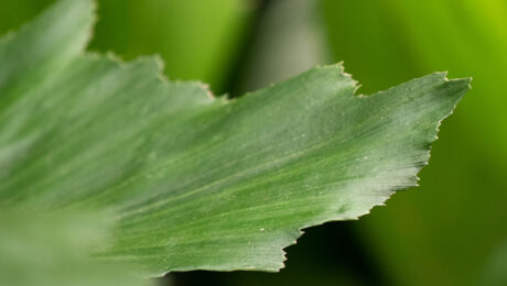 Caryota verzorging