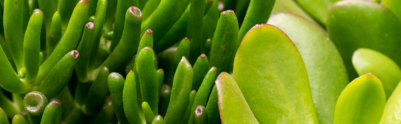 Crassula verzorging