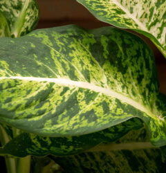 Dieffenbachia verzorging