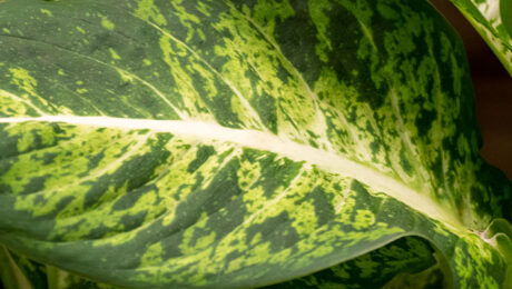 Dieffenbachia verzorging