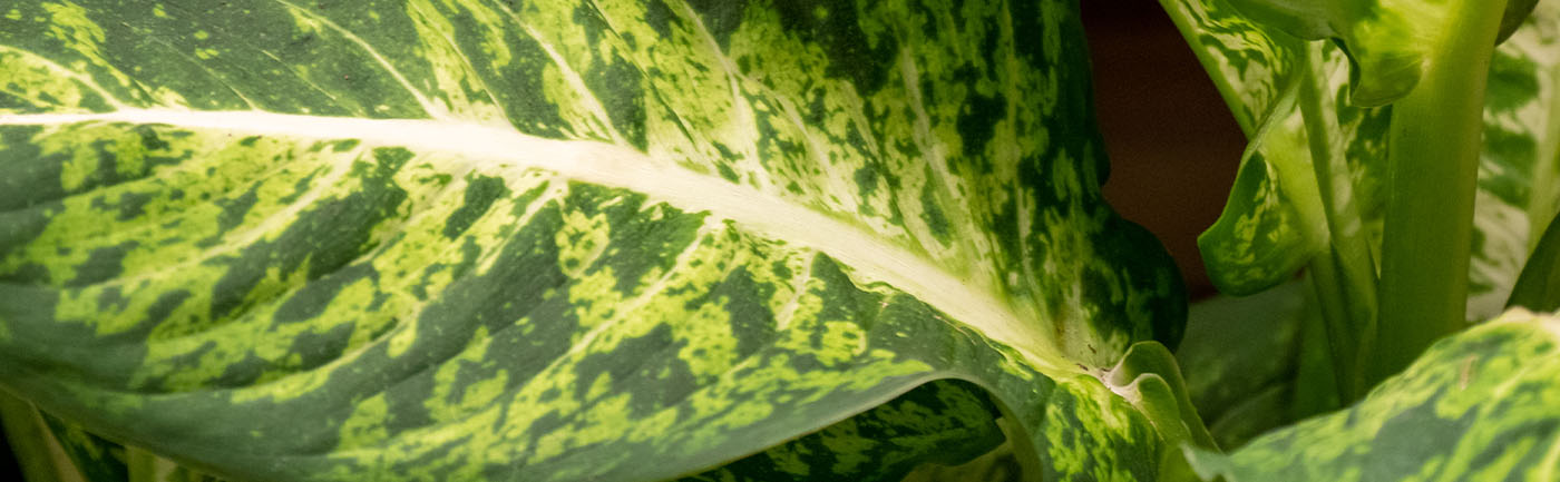 Dieffenbachia verzorging