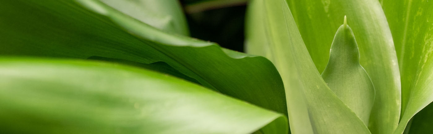 Dracaena verzorging