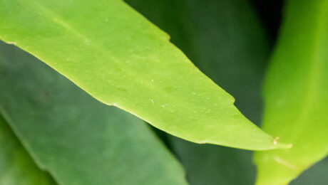 Epiphyllum verzorging