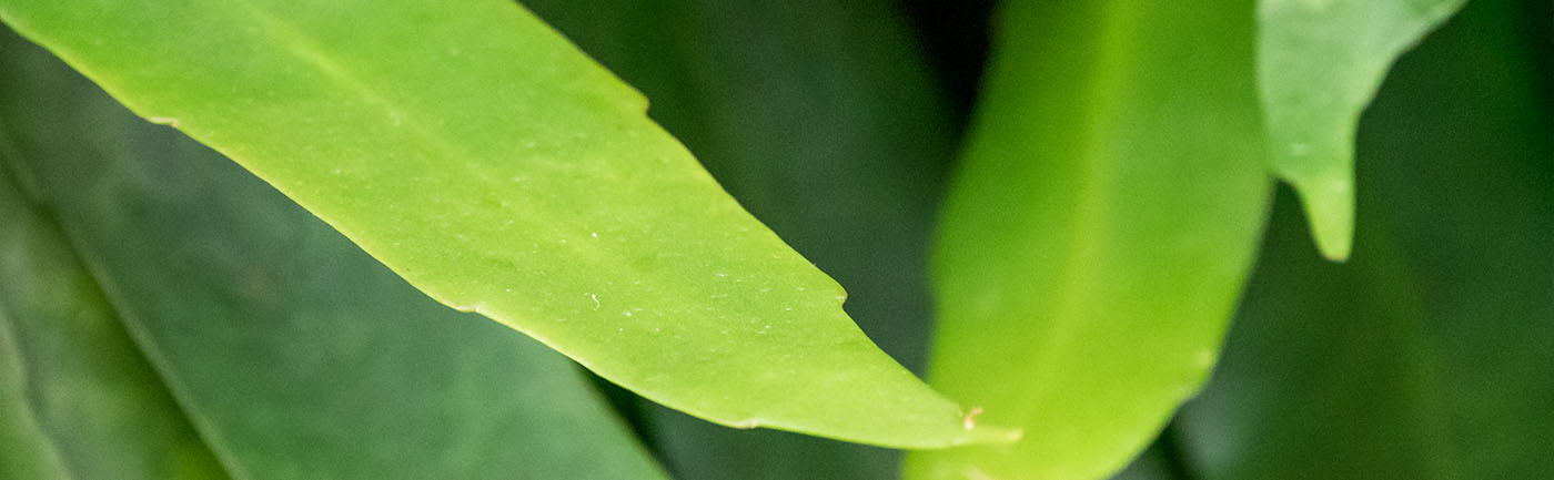 Epiphyllum verzorging