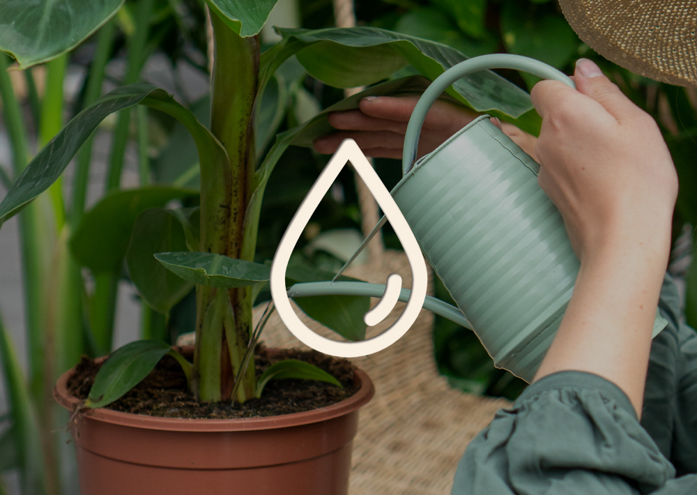 Hoe moet ik mijn kamerplanten water geven? Informatie & Tips Make A Jungle