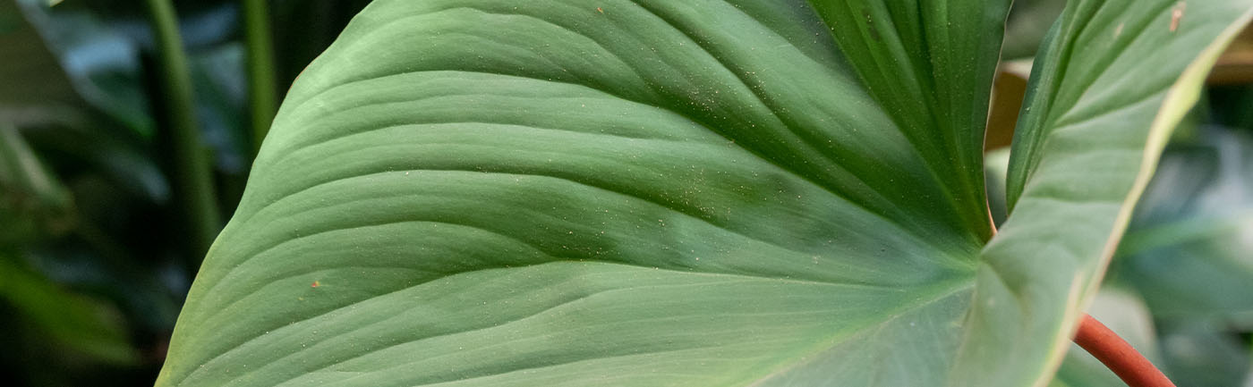 Homalomena verzorging Homalomena verzorging