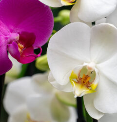 Orchidee verzorging