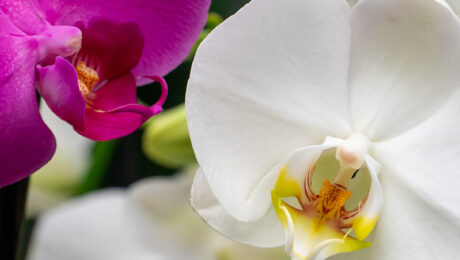 Orchidee verzorging