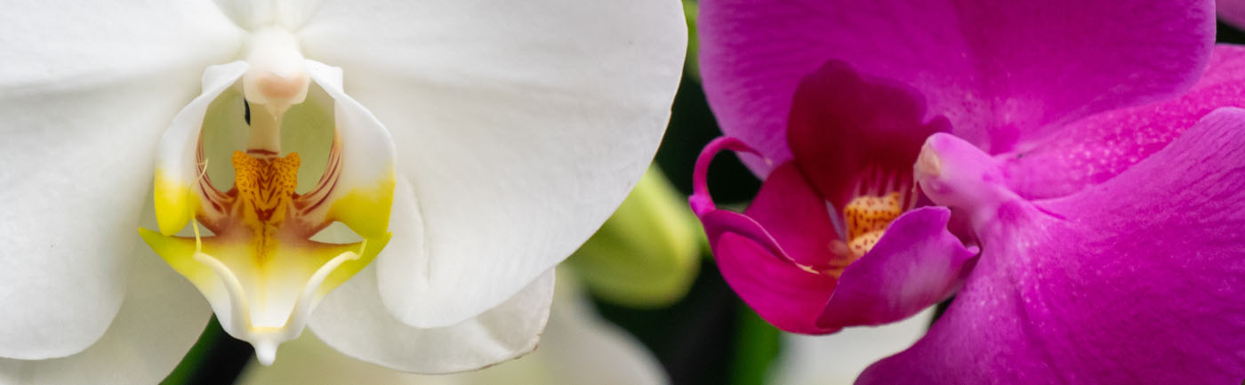 Indrukwekkend Land van staatsburgerschap long Orchidee (Phalaenopsis) verzorging | Informatie & tips | Make A Jungle