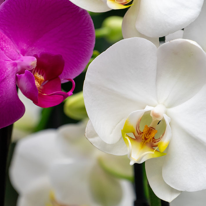Indrukwekkend Land van staatsburgerschap long Orchidee (Phalaenopsis) verzorging | Informatie & tips | Make A Jungle