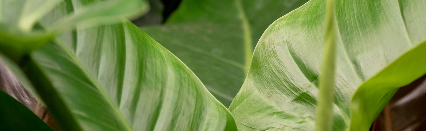 Philodendron verzorging