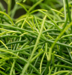 Rhipsalis verzorging