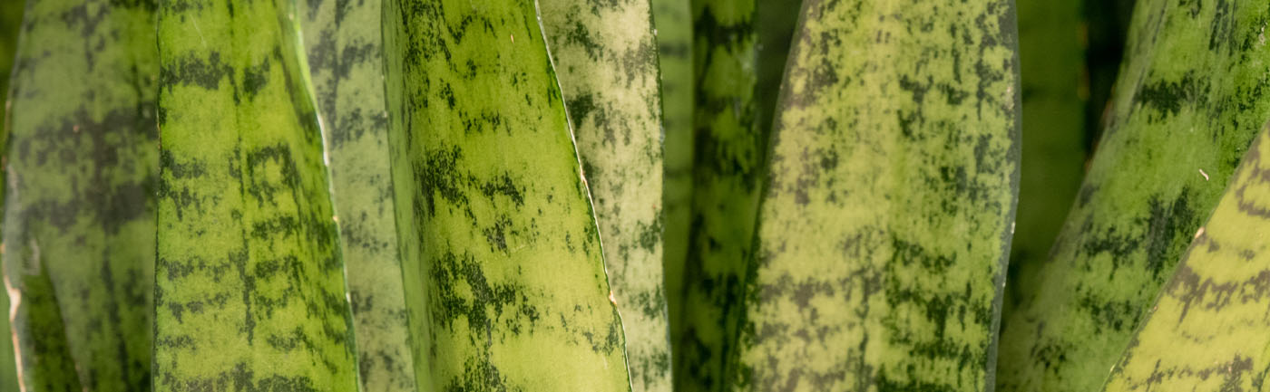 Sansevieria verzorging