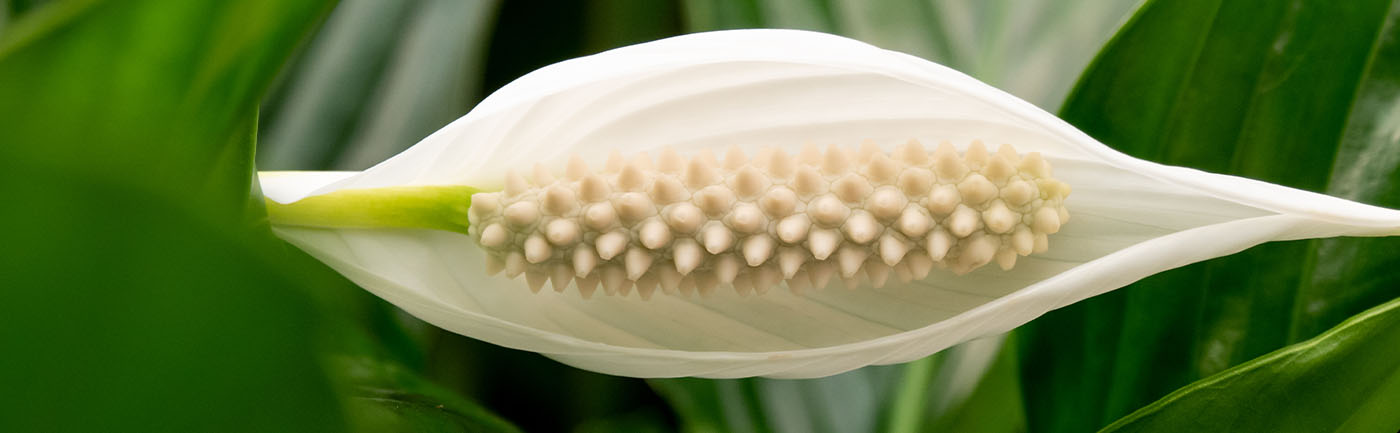 Spathiphyllum verzorging