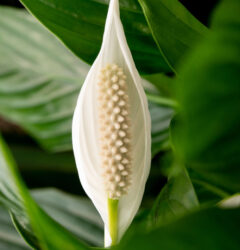 Spathiphyllum verzorging