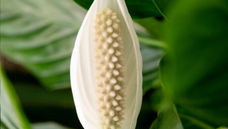 Spathiphyllum verzorging