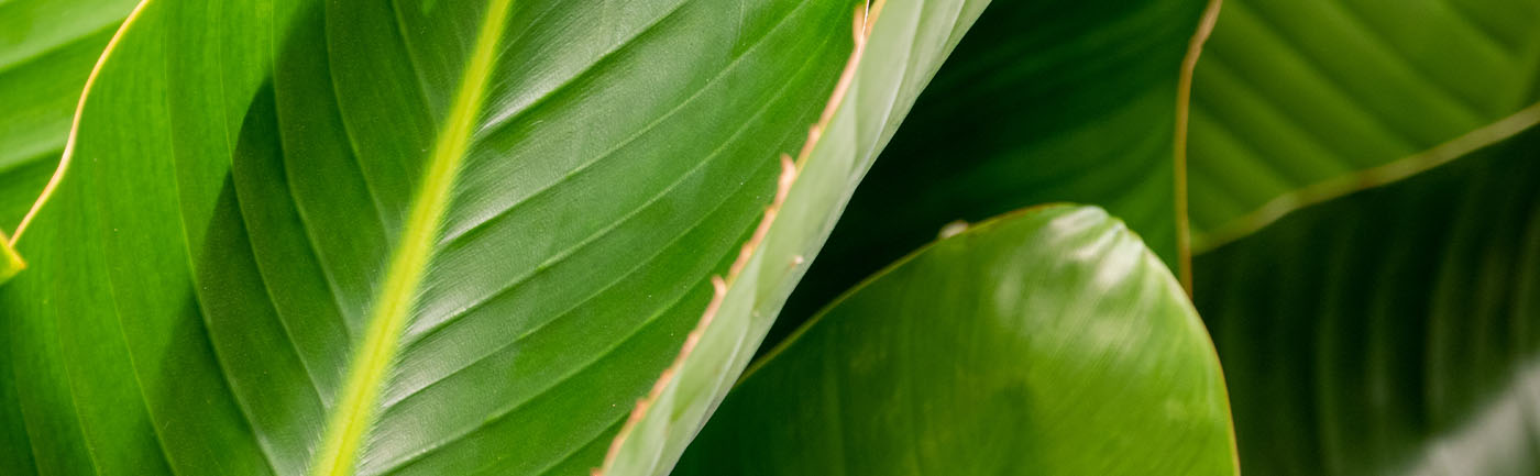 Strelitzia Verzorging