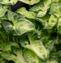 Syngonium verzorging