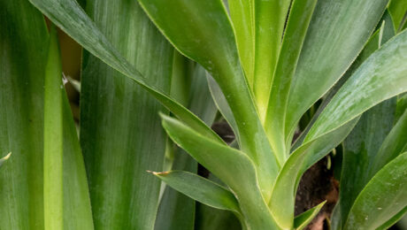 Yucca verzorging