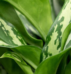 Aglaonema verzorging