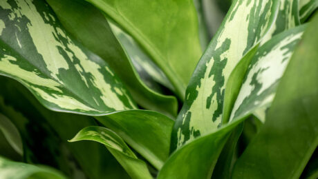 Aglaonema verzorging