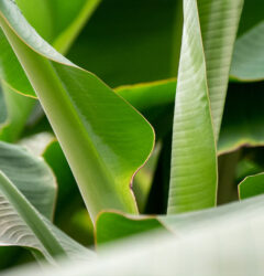 Bananenplant (Musa) verzorging