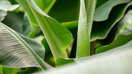 Bananenplant (Musa) verzorging