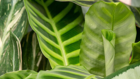 Calathea verzorging